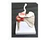 Life Size Shoulder Joint Anatomical Model Skeleton